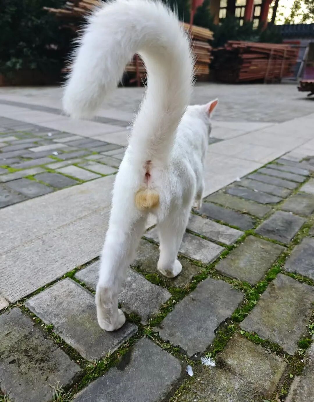 【宠物】小哥的“几把猫”丢了,到处贴寻猫启事,网友一看配图:难怪这猫会离家出走...(组图) - 9