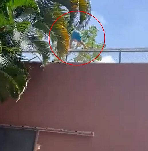 惊悚视频曝光!巴西男子翻6.1米高墙跳入狮舍,秒遭母狮扑咬惨死(视频/组图) - 3