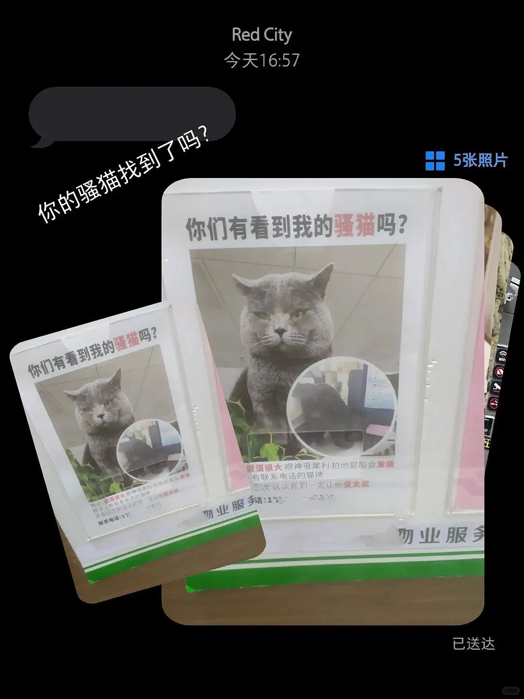 【宠物】小哥的“几把猫”丢了,到处贴寻猫启事,网友一看配图:难怪这猫会离家出走...(组图) - 4