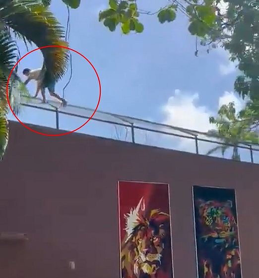 惊悚视频曝光!巴西男子翻6.1米高墙跳入狮舍,秒遭母狮扑咬惨死(视频/组图) - 1