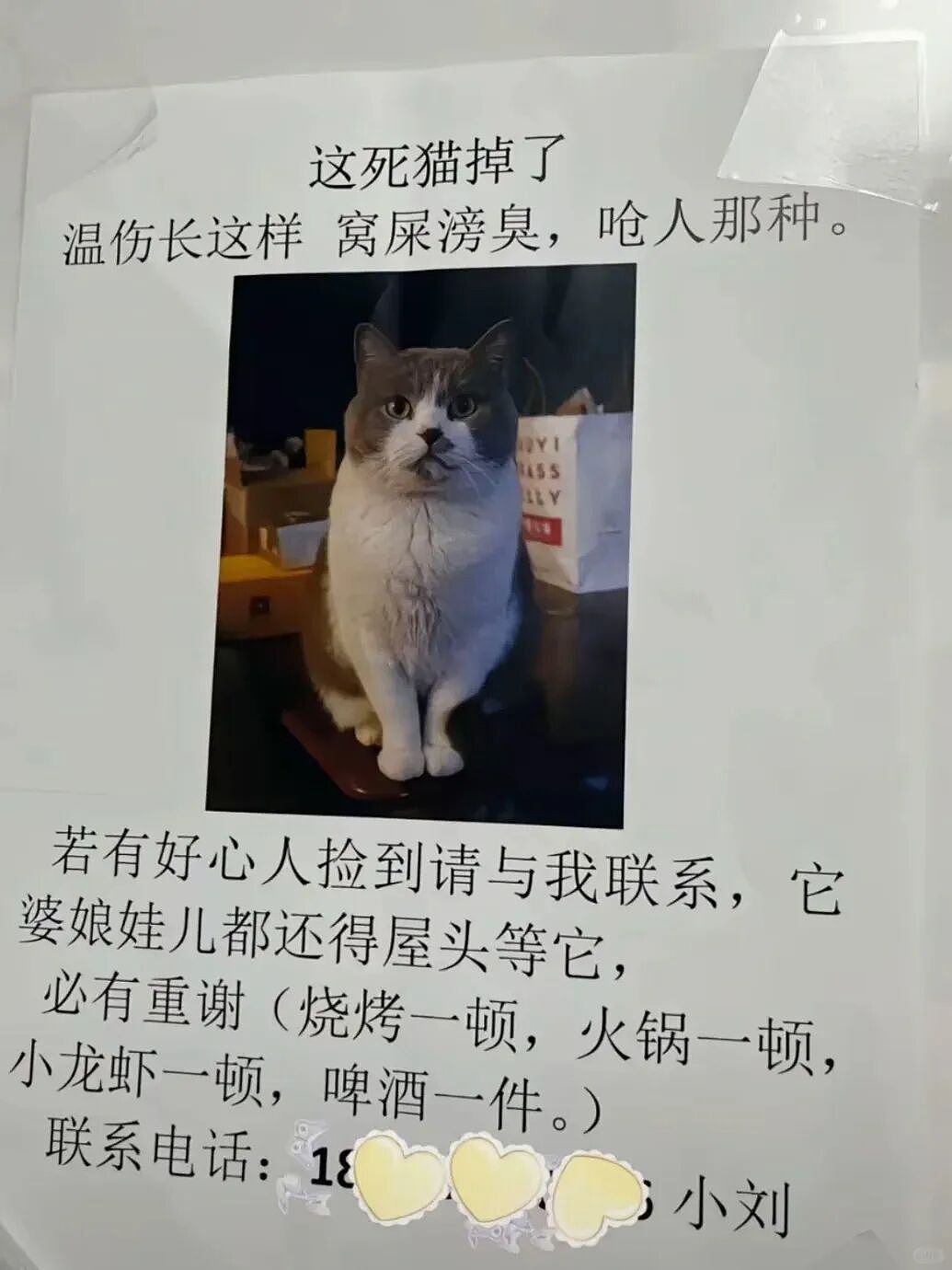 【宠物】小哥的“几把猫”丢了,到处贴寻猫启事,网友一看配图:难怪这猫会离家出走...(组图) - 5
