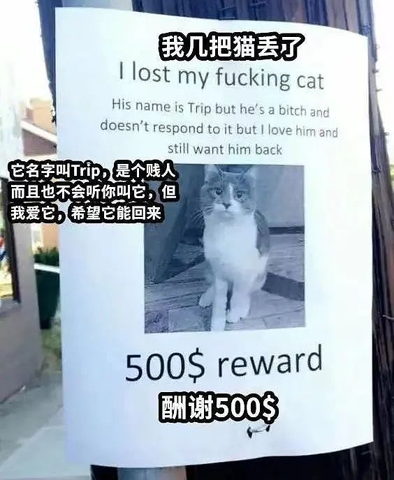 【宠物】小哥的“几把猫”丢了,到处贴寻猫启事,网友一看配图:难怪这猫会离家出走...(组图) - 6
