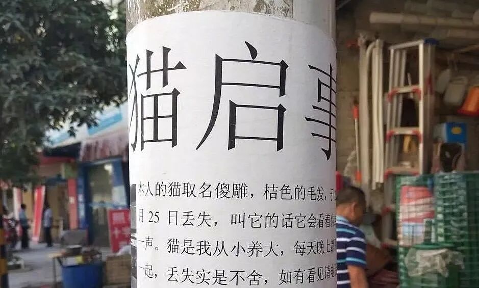 【宠物】小哥的“几把猫”丢了,到处贴寻猫启事,网友一看配图:难怪这猫会离家出走...(组图) - 3