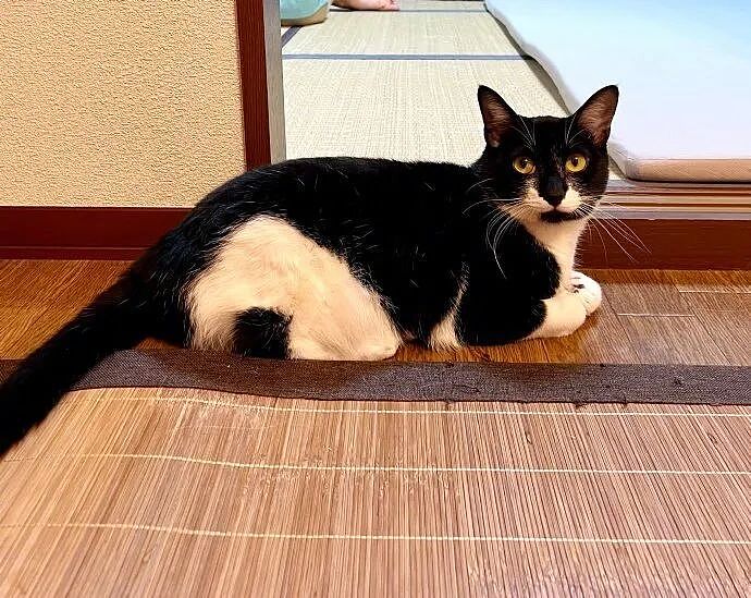 【宠物】小哥的“几把猫”丢了,到处贴寻猫启事,网友一看配图:难怪这猫会离家出走...(组图) - 8