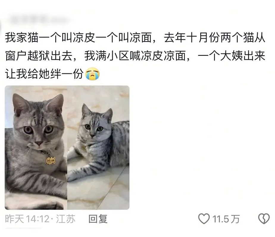 【宠物】小哥的“几把猫”丢了,到处贴寻猫启事,网友一看配图:难怪这猫会离家出走...(组图) - 14