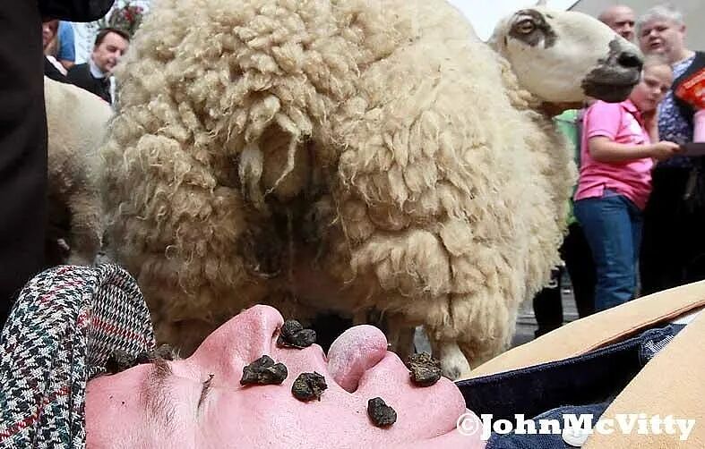 英国还有吐羊粪大赛？粪蛋含嘴里比谁吐的远... 还有人不小心，咽了（组图） - 2