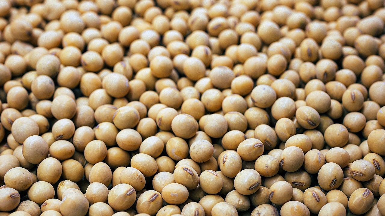 路透社:中美大豆贸易加速推进,多艘美国货船正运往中国(组图) - 1