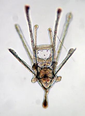 这种生物全身都是大脑和眼睛，正被端上人类餐桌（组图） - 2