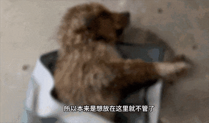 【宠物】流浪狗被冻僵,小哥一脸嫌弃救助。不喜欢狗,却仍存善意...(组图) - 4