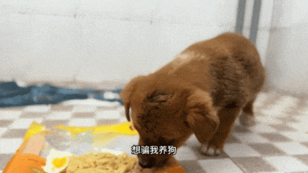 【宠物】流浪狗被冻僵,小哥一脸嫌弃救助。不喜欢狗,却仍存善意...(组图) - 14