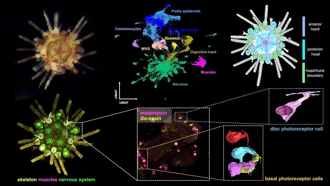 这种生物全身都是大脑和眼睛，正被端上人类餐桌（组图） - 4
