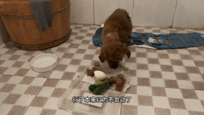 【宠物】流浪狗被冻僵,小哥一脸嫌弃救助。不喜欢狗,却仍存善意...(组图) - 9