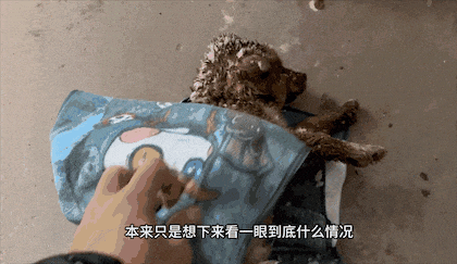【宠物】流浪狗被冻僵,小哥一脸嫌弃救助。不喜欢狗,却仍存善意...(组图) - 3