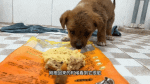【宠物】流浪狗被冻僵,小哥一脸嫌弃救助。不喜欢狗,却仍存善意...(组图) - 13