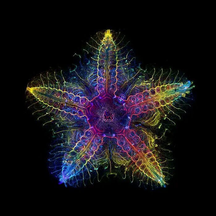 这种生物全身都是大脑和眼睛，正被端上人类餐桌（组图） - 5