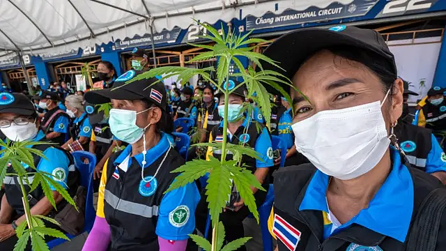 亚洲第一个大麻合法化的国家，现在后悔了（组图） - 6