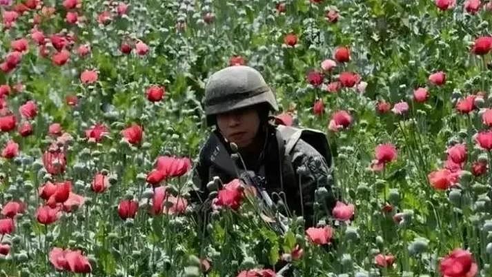 揭秘中国最神秘农作物:武警24小时持枪保护(图) - 1