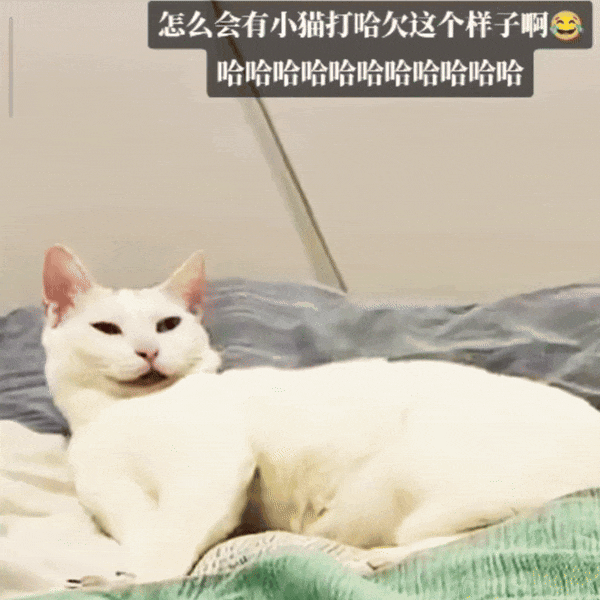 【爆笑】“当歌词被翻译成塑料方言......”哈哈哈哈哈哈哈原唱连夜下架歌曲(组图) - 91