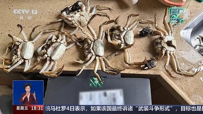 AI合成6只“死螃蟹”视频，骗取商家195元退款！买家被拘8日（组图） - 2