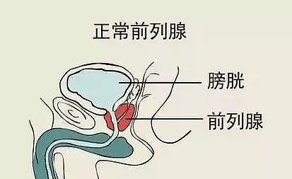 【两性】男人菊花和前列腺一样的功能（组图） - 3