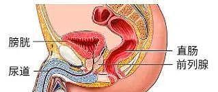 【两性】男人菊花和前列腺一样的功能（组图） - 2