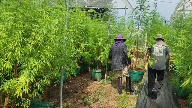亚洲第一个大麻合法化的国家,现在后悔了(组图) - 20