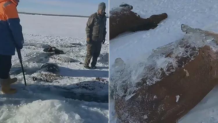 13匹马一起被水库淹死冰封！疑结伴喝水酿祸（视频/组图） - 1