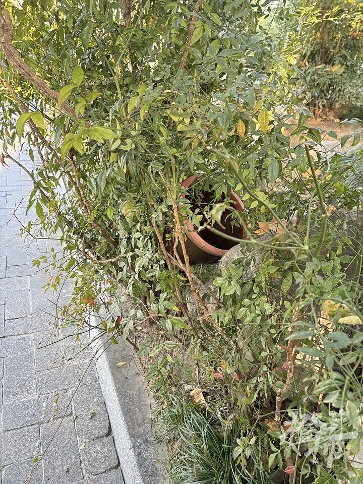 一整缸3年陈“萧山萝卜干”参展时被偷！警察迅速找到偷菜人，网友：突然想过来尝一尝……（组图） - 4