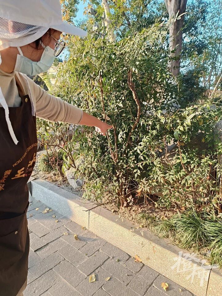 一整缸3年陈“萧山萝卜干”参展时被偷！警察迅速找到偷菜人，网友：突然想过来尝一尝……（组图） - 10
