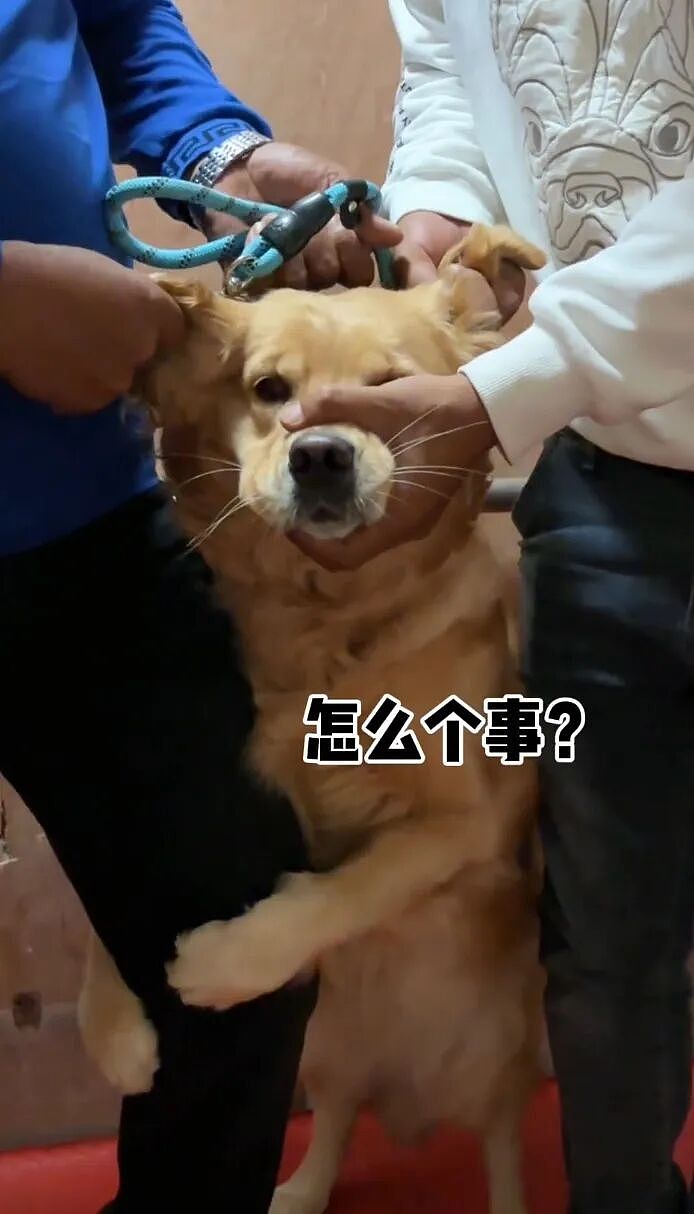 【宠物】狗子跟主人坐电梯，还没反应过来就被强行开饭，主人疯狂道歉，狗子：帅哥美女好，这顿有点噎（组图） - 4
