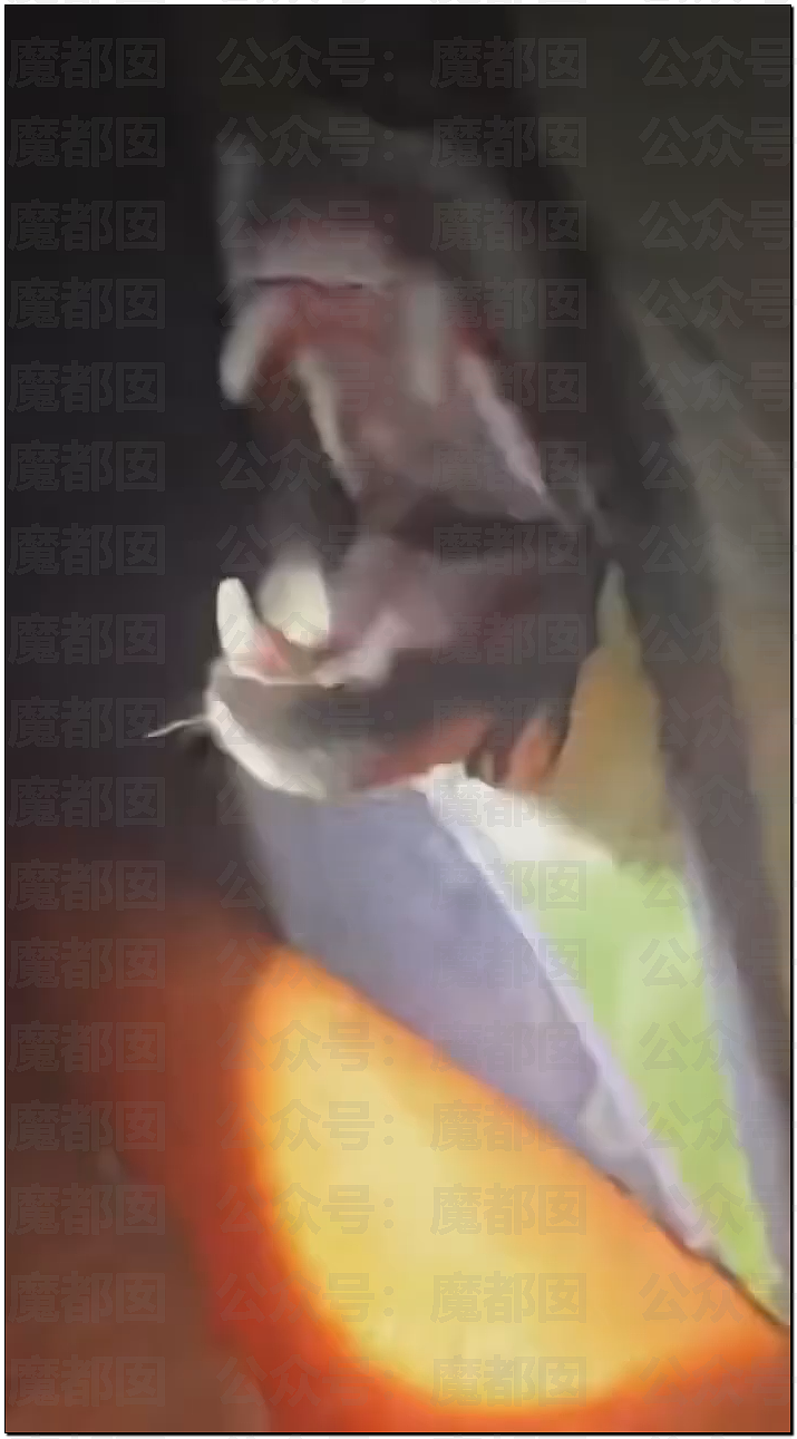 骇人！网传户外徒步野营竟然遇到狼群？真实面对野狼血口獠牙（视频/组图） - 6