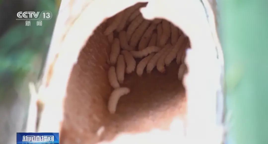活久见！女子裤子内藏2斤活虫，同伴藏了4斤，都在蠕动（组图） - 5