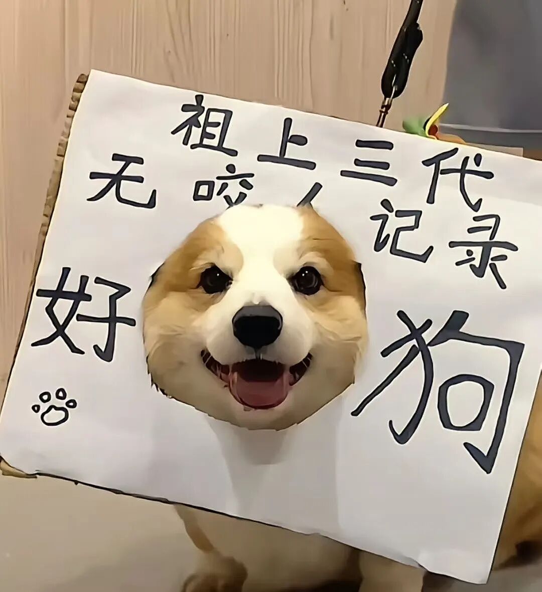 【宠物】狗子跟主人坐电梯，还没反应过来就被强行开饭，主人疯狂道歉，狗子：帅哥美女好，这顿有点噎（组图） - 9