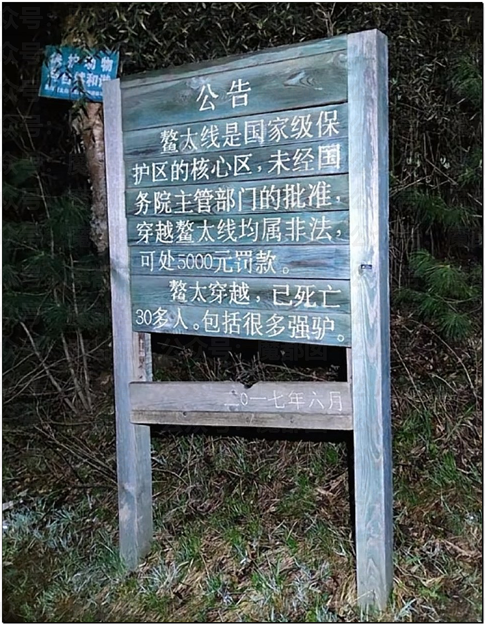 骇人！网传户外徒步野营竟然遇到狼群？真实面对野狼血口獠牙（视频/组图） - 9