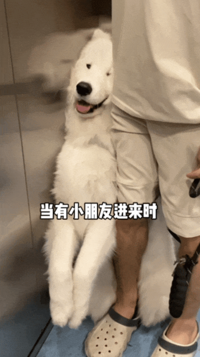 【宠物】狗子跟主人坐电梯，还没反应过来就被强行开饭，主人疯狂道歉，狗子：帅哥美女好，这顿有点噎（组图） - 6