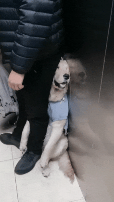 【宠物】狗子跟主人坐电梯，还没反应过来就被强行开饭，主人疯狂道歉，狗子：帅哥美女好，这顿有点噎（组图） - 8