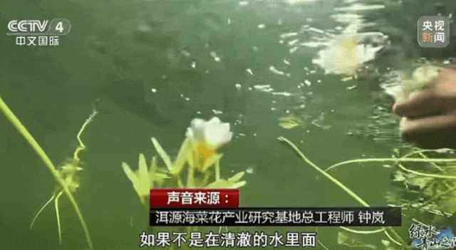 连夜改名的“水性杨花”，什么来头？（组图） - 9
