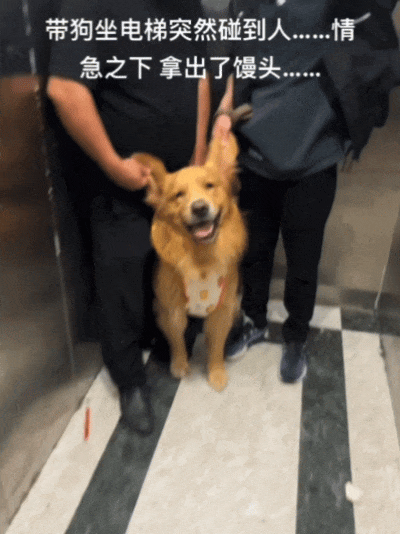 【宠物】狗子跟主人坐电梯，还没反应过来就被强行开饭，主人疯狂道歉，狗子：帅哥美女好，这顿有点噎（组图） - 7