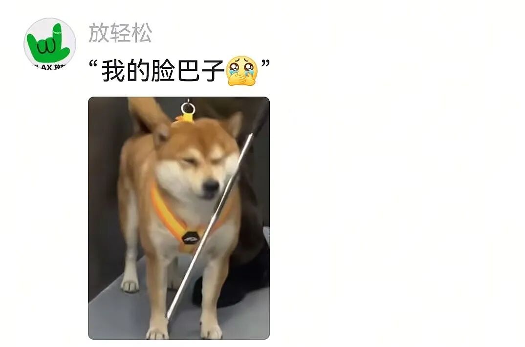 【宠物】狗子跟主人坐电梯，还没反应过来就被强行开饭，主人疯狂道歉，狗子：帅哥美女好，这顿有点噎（组图） - 2