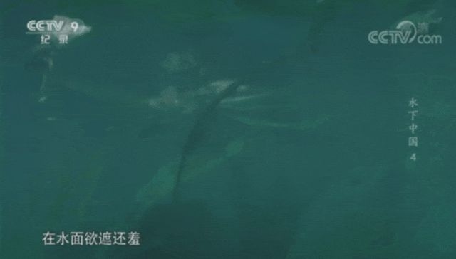连夜改名的“水性杨花”，什么来头？（组图） - 8