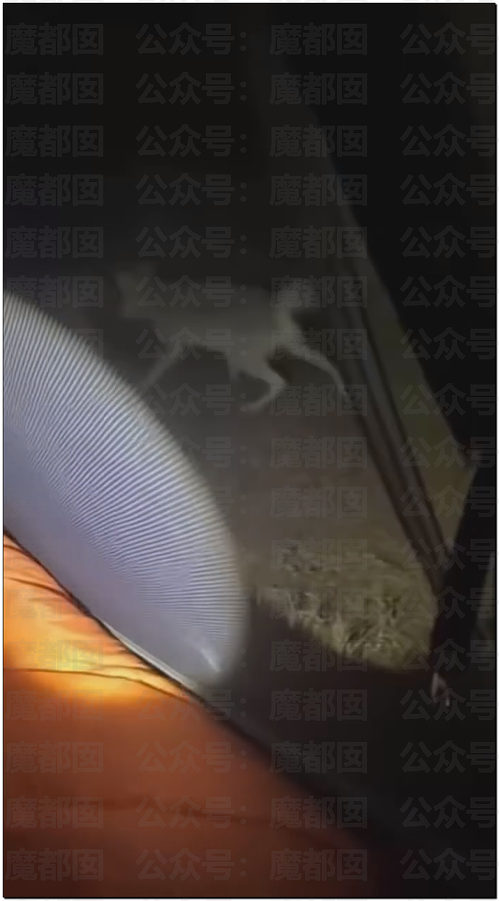 骇人！网传户外徒步野营竟然遇到狼群？真实面对野狼血口獠牙（视频/组图） - 3