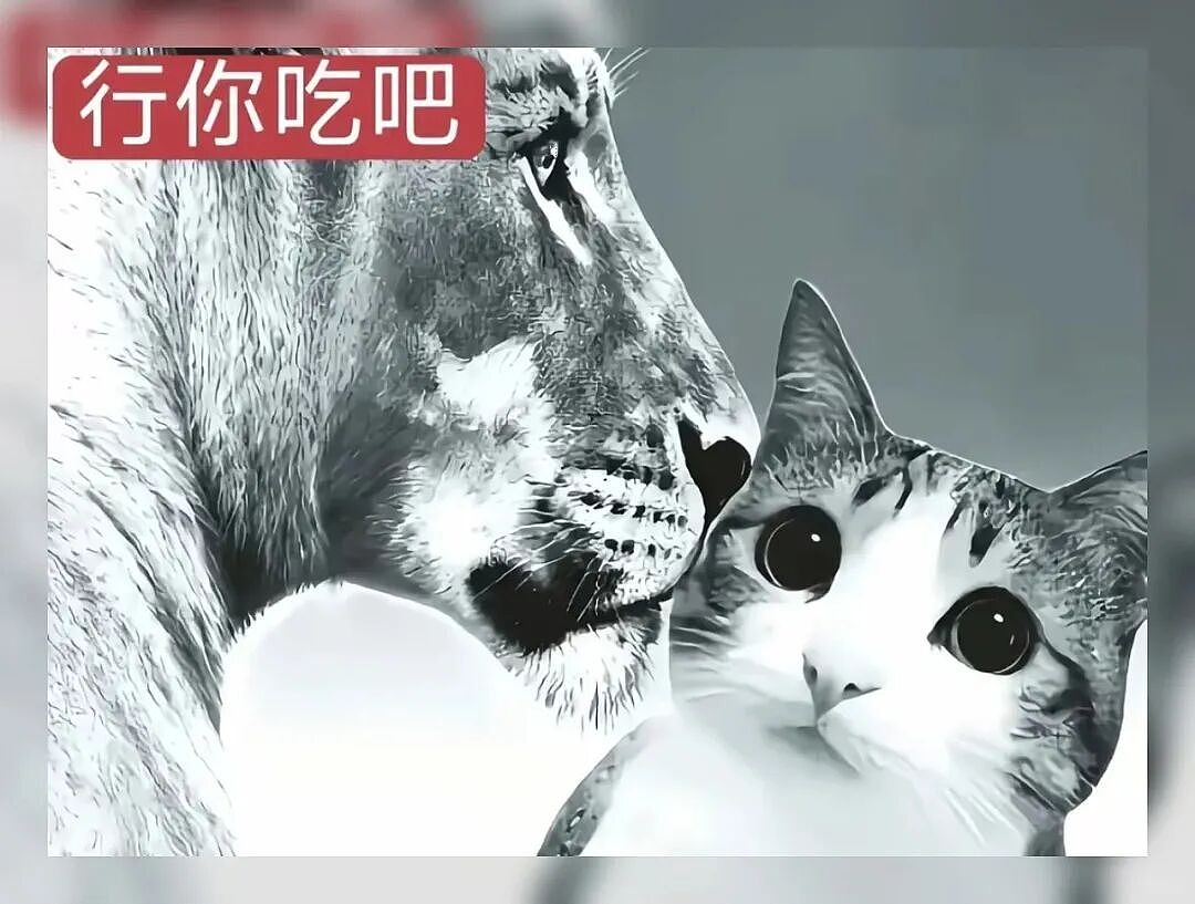 【宠物】猫咪奇葩分手理由大赏，网友：老虎什么时候能赢一次！老虎：我永远赢不了，因为...（组图） - 16