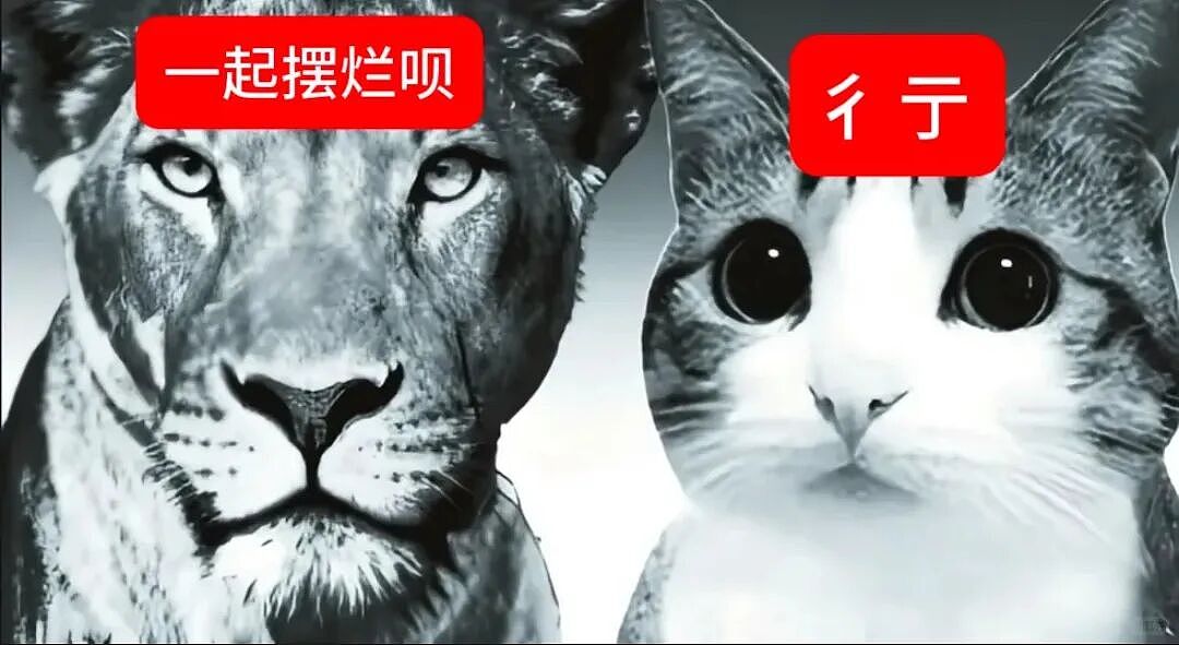 【宠物】猫咪奇葩分手理由大赏，网友：老虎什么时候能赢一次！老虎：我永远赢不了，因为...（组图） - 45