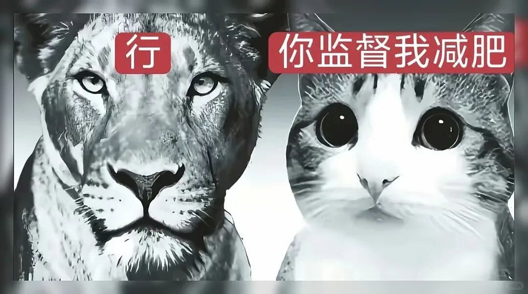 【宠物】猫咪奇葩分手理由大赏，网友：老虎什么时候能赢一次！老虎：我永远赢不了，因为...（组图） - 11