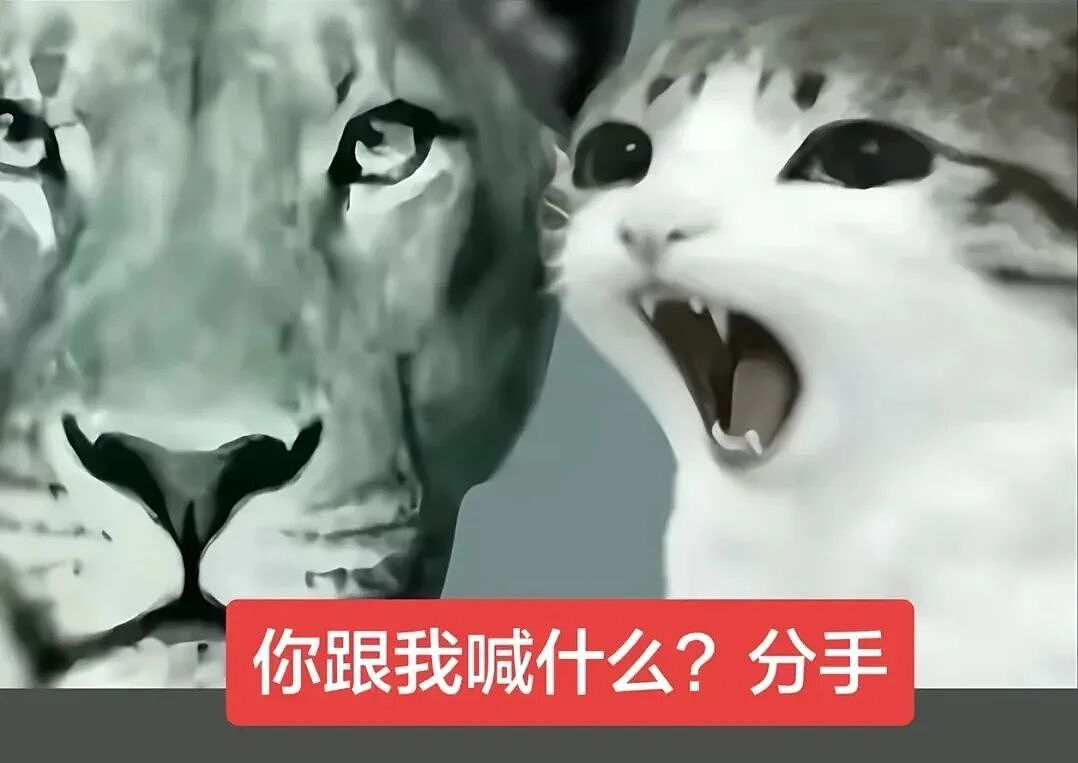 【宠物】猫咪奇葩分手理由大赏，网友：老虎什么时候能赢一次！老虎：我永远赢不了，因为...（组图） - 5
