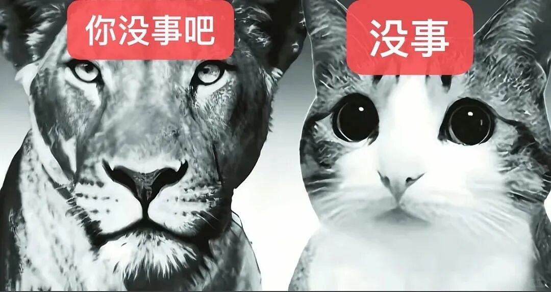 【宠物】猫咪奇葩分手理由大赏，网友：老虎什么时候能赢一次！老虎：我永远赢不了，因为...（组图） - 42