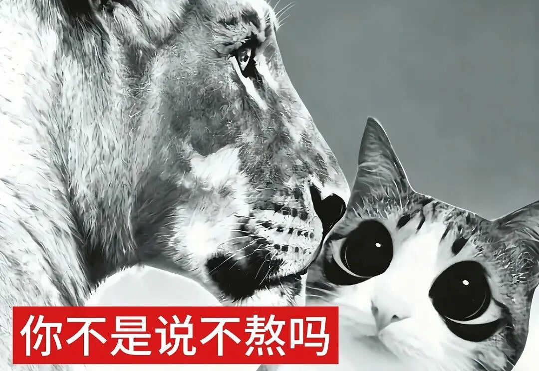 【宠物】猫咪奇葩分手理由大赏，网友：老虎什么时候能赢一次！老虎：我永远赢不了，因为...（组图） - 49