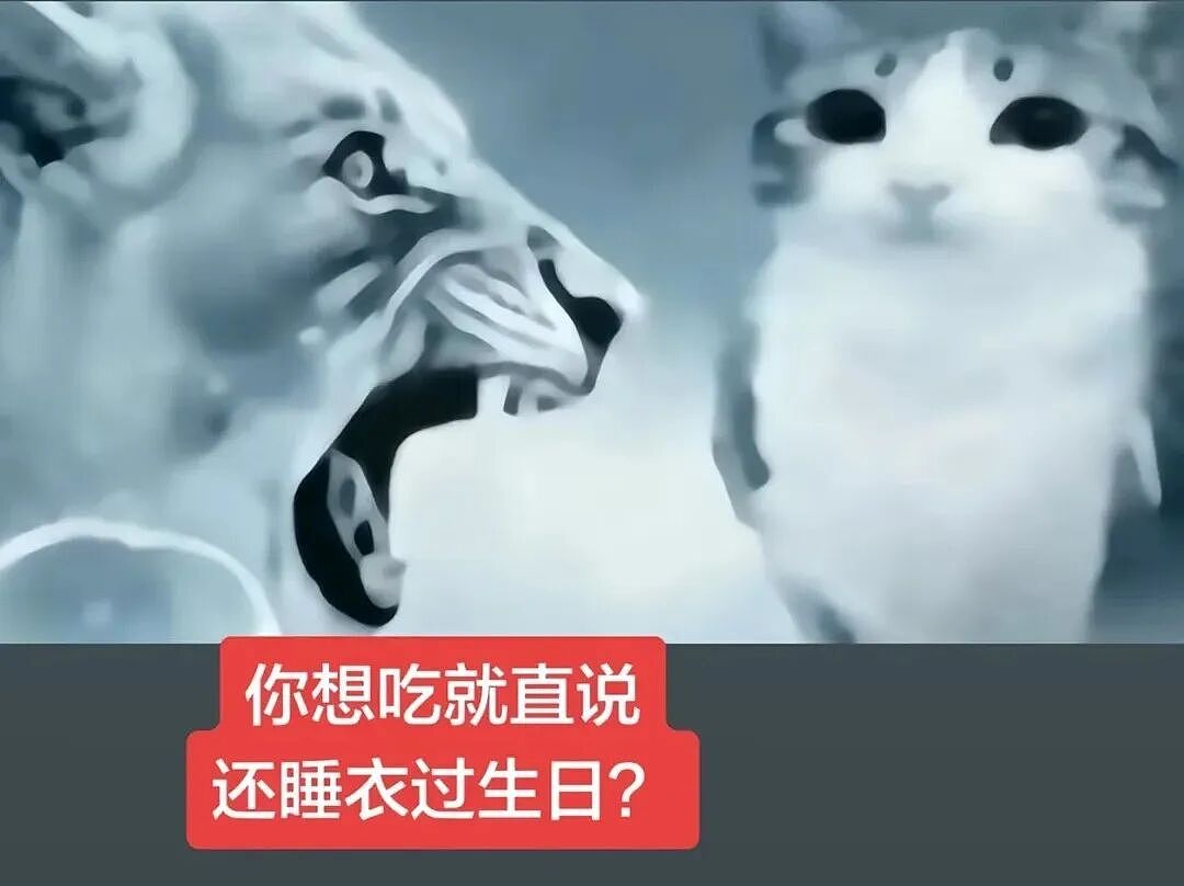【宠物】猫咪奇葩分手理由大赏，网友：老虎什么时候能赢一次！老虎：我永远赢不了，因为...（组图） - 4