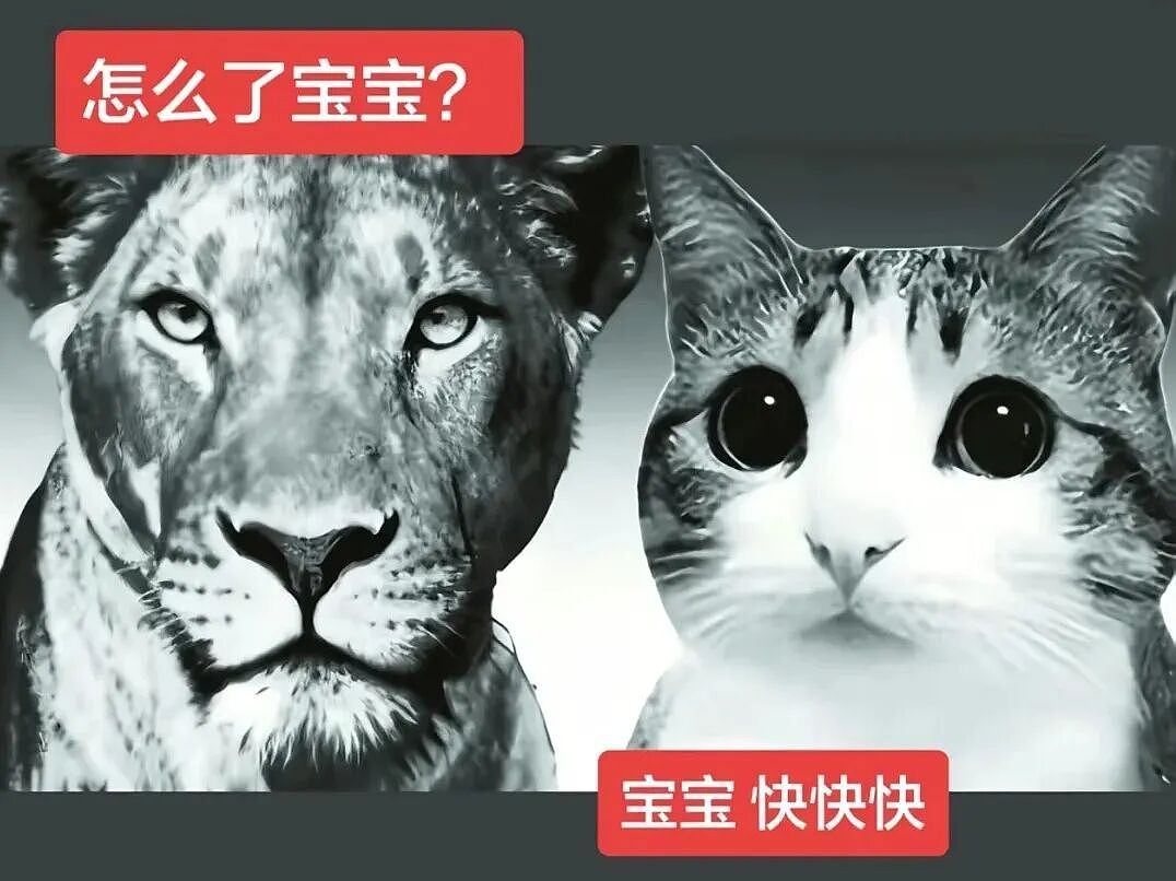 【宠物】猫咪奇葩分手理由大赏，网友：老虎什么时候能赢一次！老虎：我永远赢不了，因为...（组图） - 2