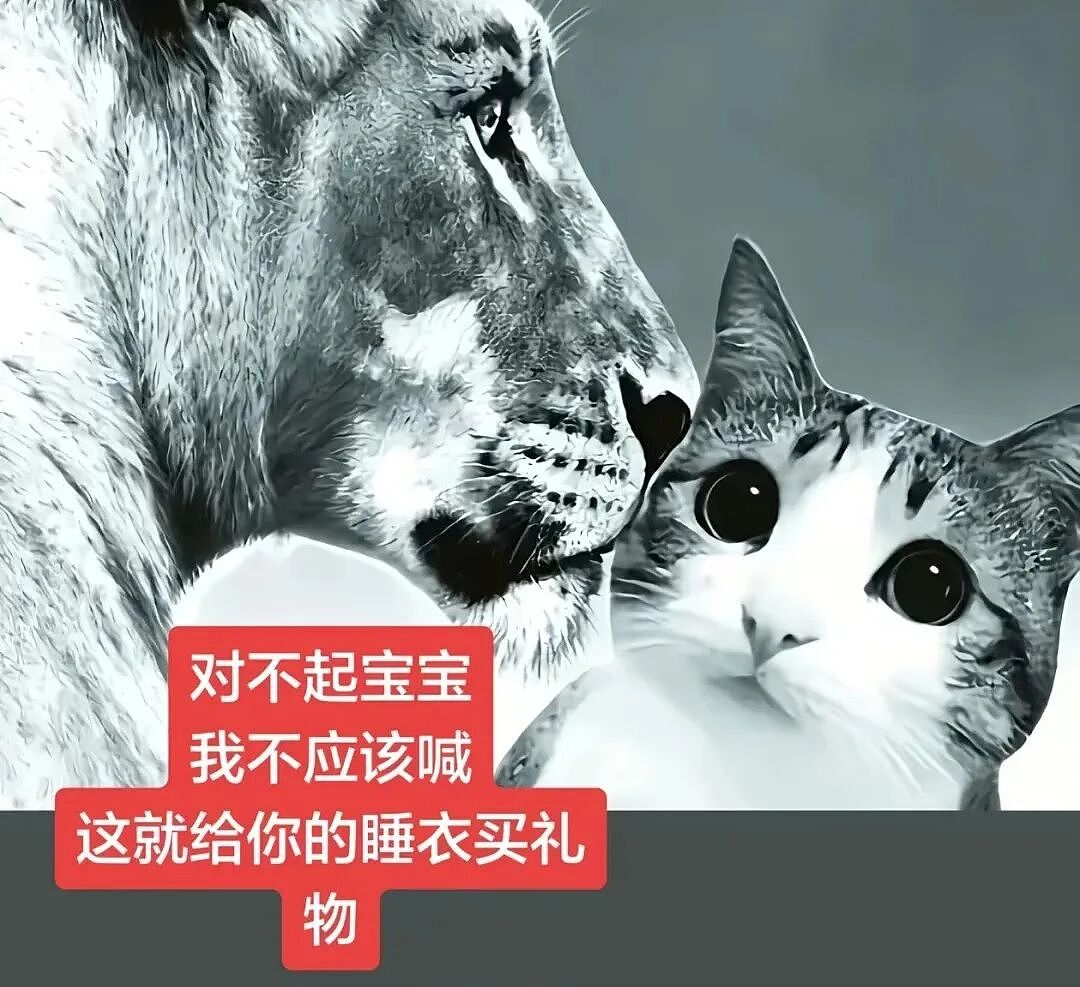 【宠物】猫咪奇葩分手理由大赏，网友：老虎什么时候能赢一次！老虎：我永远赢不了，因为...（组图） - 6